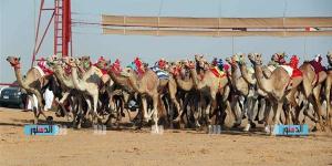 مهرجان "الهجن" في العريش.. حدث رياضي يربط الماضي بالحاضر ويعزز التنمية المحلية - نبأ العرب