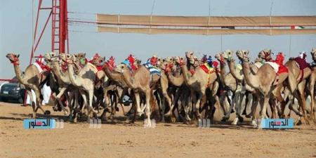 مهرجان "الهجن" في العريش.. حدث رياضي يربط الماضي بالحاضر ويعزز التنمية المحلية - نبأ العرب