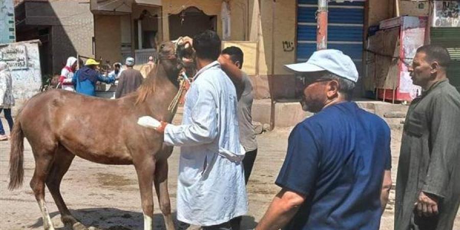 إطلاق قوافل بيطرية مجانية لتعزيز صحة الثروة الحيوانية ودعم المربين في 7 محافظات - نبأ العرب