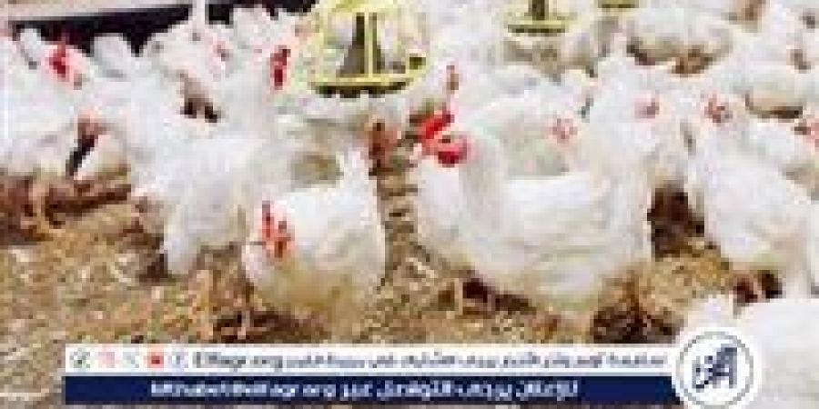 أسعار الدواجن اليوم الأربعاء 13-11-2024 في الدقهلية - نبأ العرب