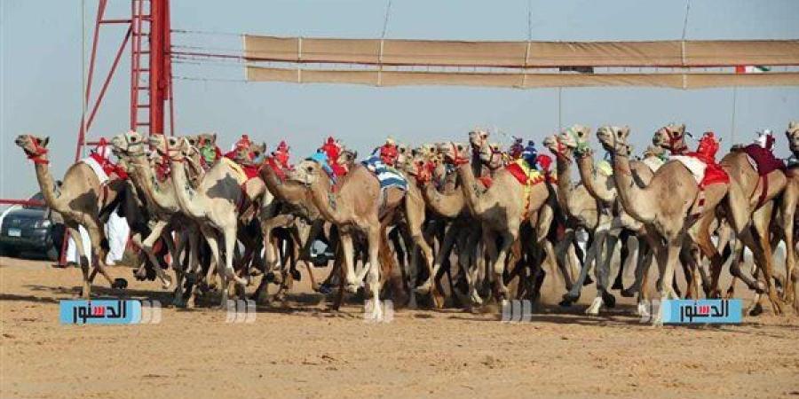 مهرجان "الهجن" في العريش.. حدث رياضي يربط الماضي بالحاضر ويعزز التنمية المحلية - نبأ العرب