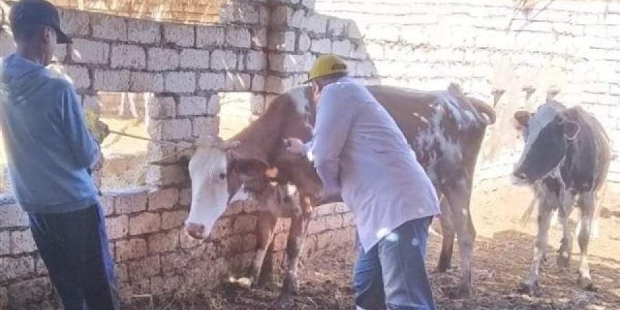 انطلاق الحملة القومية للتحصين ضد مرض الحمى القلاعية والوادى المتصدع بالوادى الجديد - نبأ العرب