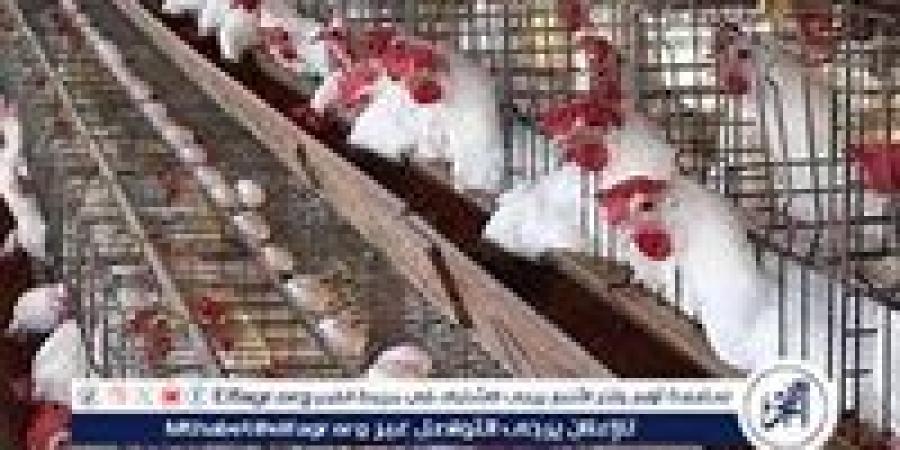 بورصة الدواجن.. أسعار الفراخ البيضاء اليوم الاثنين 18-11-2024 في قنا - نبأ العرب