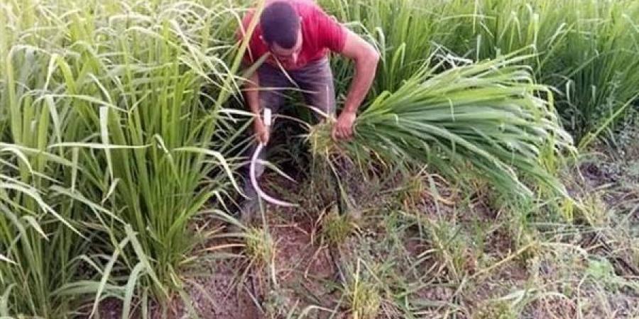 نصائح فنية لمزارعي الأعلاف الخضراء الشتوية والصيفية في نوفمبر - نبأ العرب